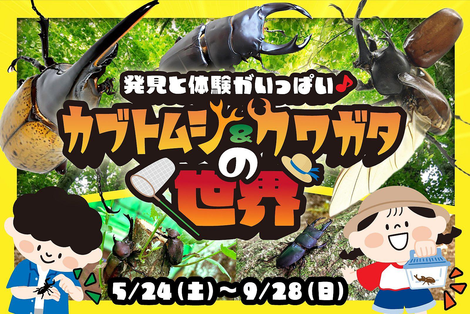 思い出つくろう！【カブトムシ・クワガタ】イベントの写真