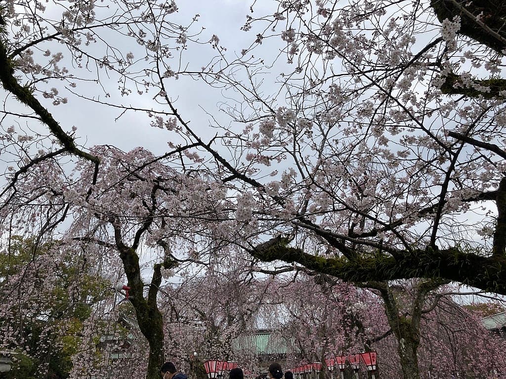 三嶋大社の写真 3