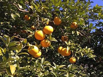甘夏みかん狩り<伊東市宇佐美地区/吉田地区/城ヶ崎地区>