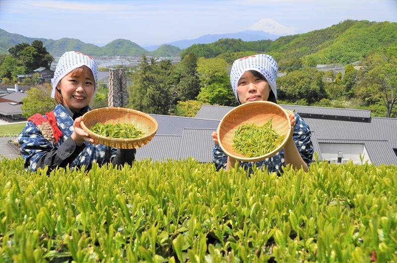 春のチャレンジ茶摘み体験 ＜蔵屋鳴沢＞画像 2
