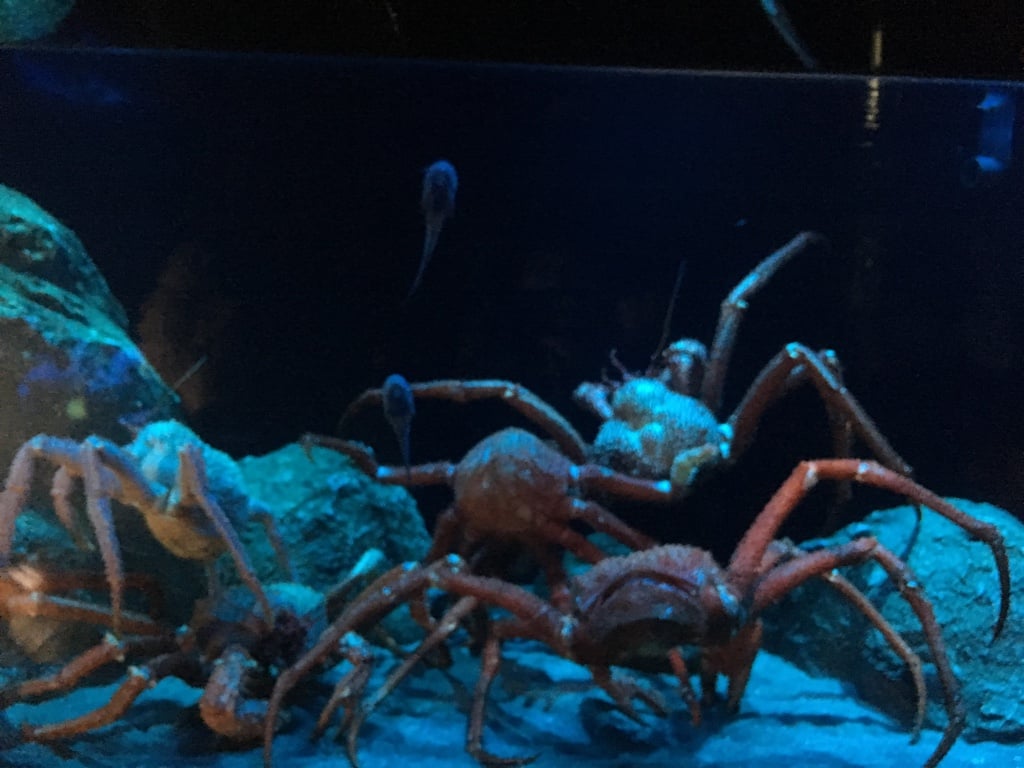 沼津港深海水族館~シーラカンス・ミュージアム~ 画像2