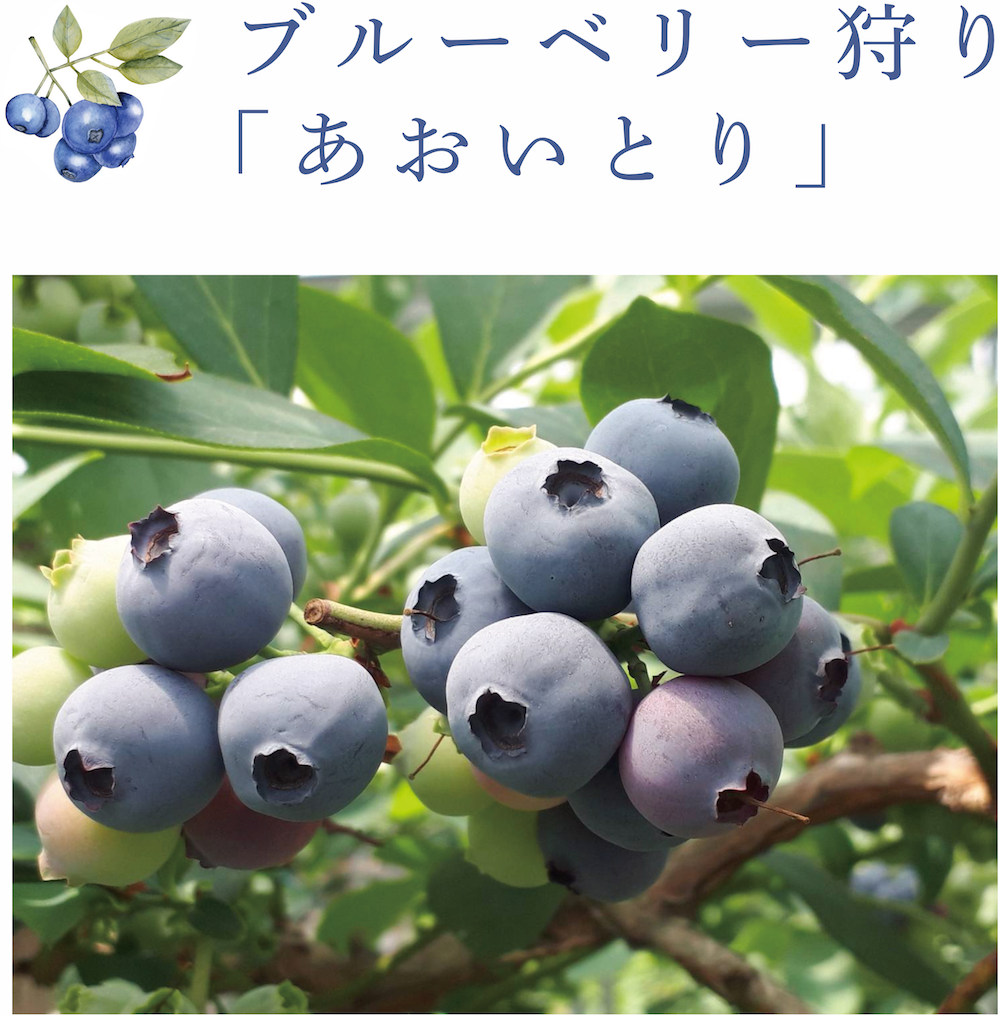 ブルーベリー狩り<ブルーベリー農園「あおいとり」>画像