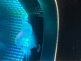 沼津港深海水族館~シーラカンス・ミュージアム~