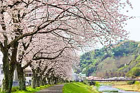 #いずいずお花めぐり2026キャンペーン