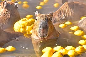 元祖カピバラの露天風呂 2025-2026