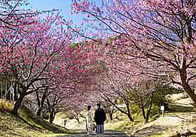 土肥桜まつり