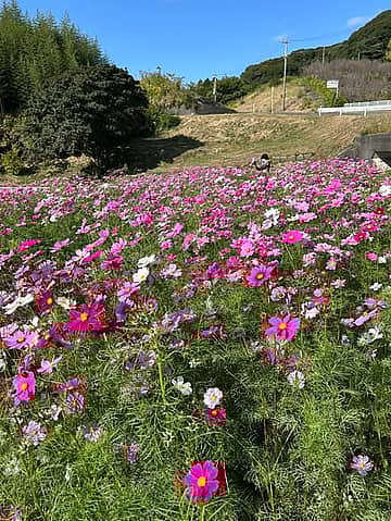 あらさわふる里公園 コスモス祭り