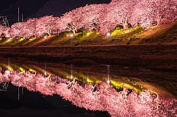 夜桜☆流れ星2026