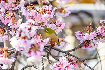 第16回あたみ桜 糸川桜まつり