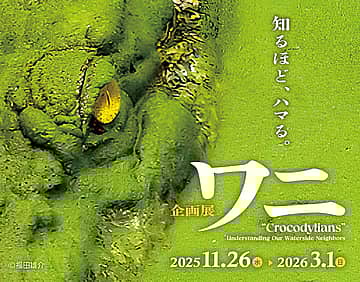 企画展「ワニのいるところ」