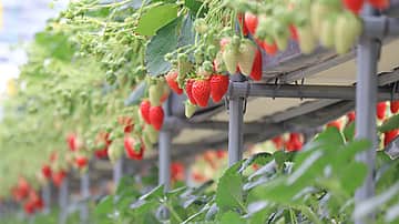 フルーツパークの5品種のいちごを食べ比べ！「推しいちご」を見つけよう！！