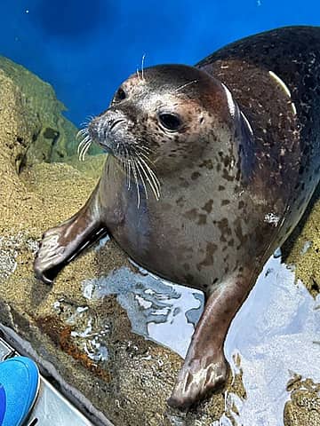 クリスマス企画水槽展示「クリスマスに彩って」