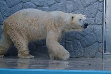 国際ホッキョクグマの日、今年は5園館で共同プログラムを開催します!