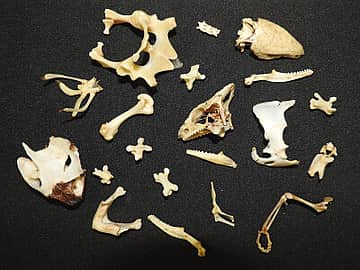 これ何の骨？ハ虫類の骨を調べてみよう