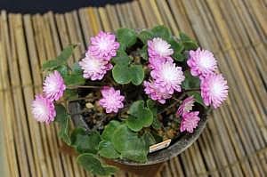 雪割草と山野草展