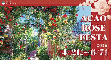 ACAO ROSE FESTA 2026