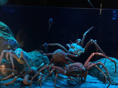 沼津港深海水族館~シーラカンス・ミュージアム~の写真 2