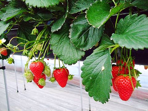 いちご狩り＜久保田いちご狩り園＞の写真
