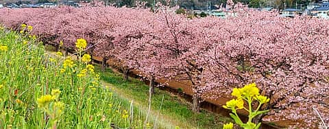 かんなみの桜まつりの写真