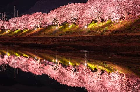 夜桜☆流れ星2026の写真