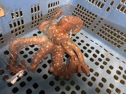 置くとパス！の写真