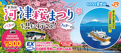 河津桜まつり 夜桜ライトアップの写真