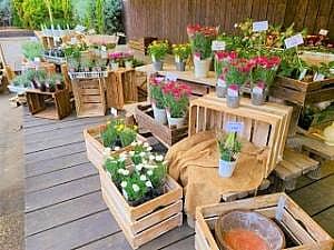 東部鉢花展覧会の写真