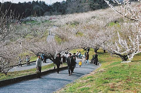 豊岡梅園の写真
