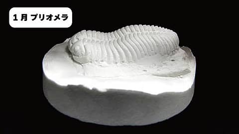 わくわく科学工作「化石のレプリカ～三葉虫～」②プリオメラのなかま