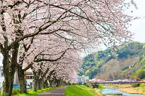 #いずいずお花めぐり2026キャンペーンの写真