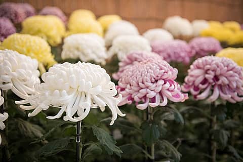 沼津御用邸記念公園 hana・花・シンフォニーの写真