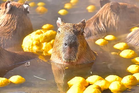 元祖カピバラの露天風呂 2025-2026の写真