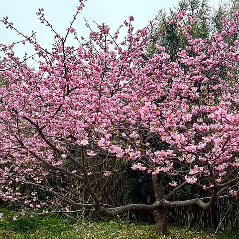 白浜桜の里 開園の写真