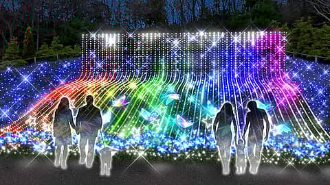 修善寺虹の郷 もみじライトアップ 2025の写真