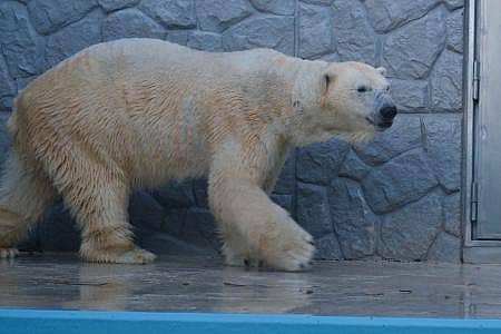 国際ホッキョクグマの日、今年は5園館で共同プログラムを開催します!の写真