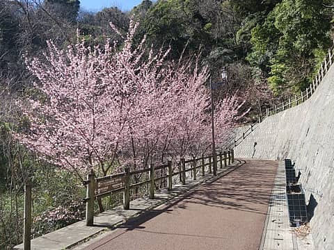 第7回あたみ桜四季の道桜まつりの写真
