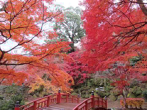 第39回熱海梅園もみじまつりの写真