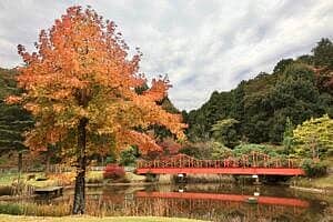 修善寺虹の郷 もみじライトアップ〜秋色の夢灯り〜の写真