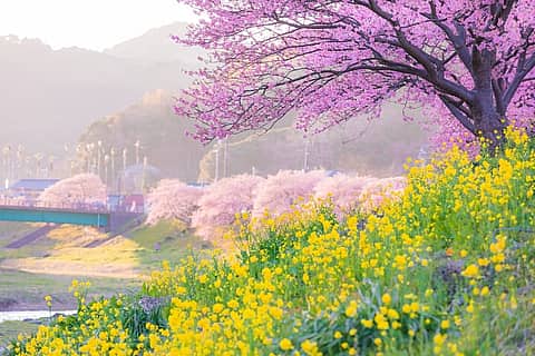第28回みなみの桜と菜の花まつりの写真