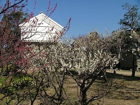 黒田家代官屋敷梅まつりの写真