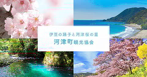 河津夜桜ライトアップの写真