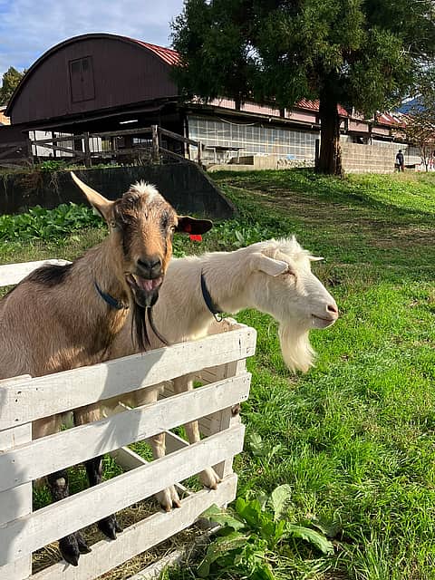 富士山アクティビティフェスの写真