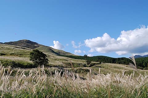 第15回 稲取細野高原 秋のすすき観賞会2025の写真