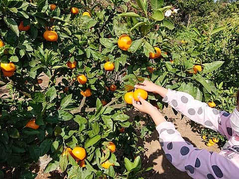みかん狩り(マルフクガーデン)の写真