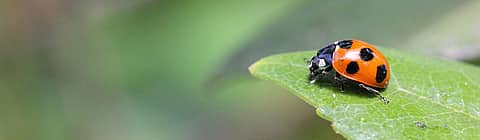 本とホンモノ昆虫教室の写真