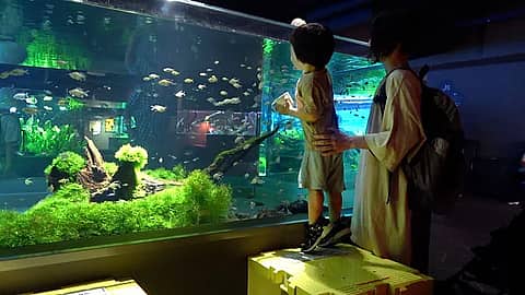 カワスイ 川崎水族館の写真