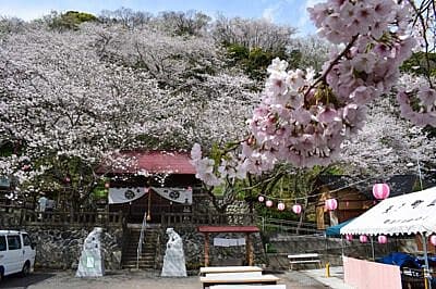 春爛漫!御殿山さくらまつりの写真