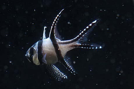 下田海中水族館 魚たちの七夕祭りの写真