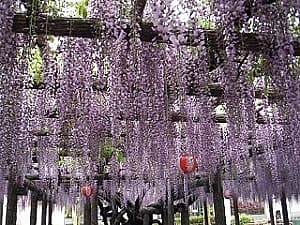 東光寺 長藤まつり 2025の写真
