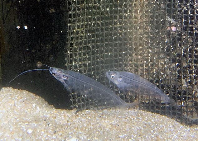 泳ぐ幽霊!?魚たちのハロウィーンパーティー